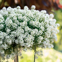 Lobularia ´Snow Princess´ / Lobularie, bal. 3 ks, 3xK7