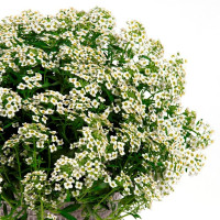 Lobularia ´Lucia White´ / Lobularie, K7 (duo)