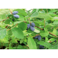 Lonicera caerulea ´Boreal Beast´ / Zimolez kamčatský, K12