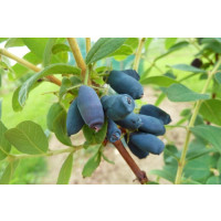 Lonicera caerulea ´Jugana´  / Zimolez kamčatský, 60/80, K12