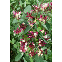 Lonicera periclymenum ´Chic et Choc´ / Zimolez, 50-60 cm vyv., C2