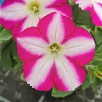 Petunia x atkinsiana Patia® Magenta Star´/ Petunie, bal. 6 ks, 6x K7