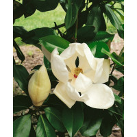 Magnolia denudata ´Double Diamond´  / Magnólie holá, 50-60 cm, C3