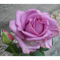 Rosa ´Mainzer Fastnacht´ / Růže čajohybrid fialová, keř, BK