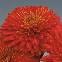 Dendranthema x indicum / Chrysanthemum ´Majola´ / Chryzantéma / Listopadka indická, bal. 3 ks, 3xK9