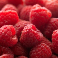 Rubus idaeus ´Polesie´ / Maliník červený, 60-80cm, K9