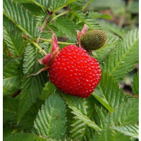 Rubus illecebrosus / Malinojahodník, 20-30 cm, K11