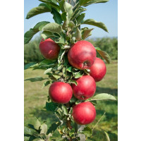Malus Ballerina ´REDCATS´ / Sloupovitá jabloň, MM106, 80/100, C5