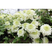 Clematis ´Manju®´/ Plamének plnokvětý, mladá r., K9