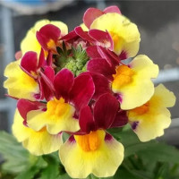 Nemesia x fruticans Mareto®Burgundy & Yellow / Nemesia, K7