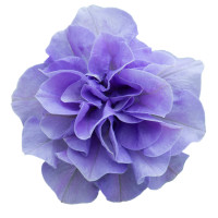 Petunia x atkinsiana ´Tumbelina® Maria´ / Petunie plnokvětá modrá, bal. 3 ks, 3x K7