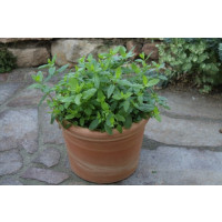 Mentha spicata Marocco BIO / Marocká máta, K12