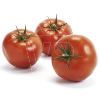 Rajče Imagine ® Maxi Red F1, přirozeně rezistentní, roubovaná rostlina, K12