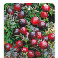 Vaccinium macrocarpon ´McFarlan´ / Klikva, K10