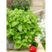 Melissa officinalis / Meduňka lékařská, K9