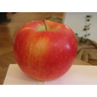 Malus domestica ´Melodia´ / Jabloň, M9