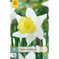 Narcis ´Melyor´ / Narcis, bal. 5 ks, 12/14