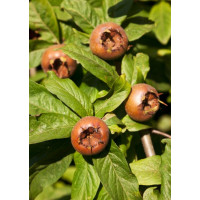Mespilus germanica / Mišpule obecná, 120/150 cm, C7