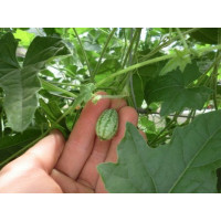 Melothria scabra BIO / Mexická okurka, K12