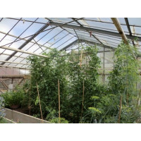 Melothria scabra BIO / Mexická okurka, K12