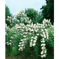 Philadelphus virg. ´Minnesota Snowflake´  / Pustoryl panenský, 30-50 cm, C3