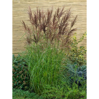 Miscanthus sinensis ´Nippon´ / Ozdobnice čínská , C2