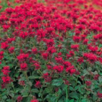 Monarda ´Panorama Red Shades´ / Zavinutka, K9