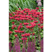 Monarda didyma ´Scarlet´ / Zavinutka, C1