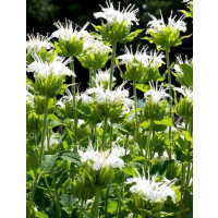 Monarda ´Schneewittchen´ / Zavinutka, C1