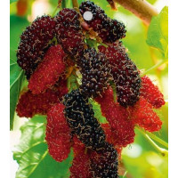 Morus alba x Morus rubra / Moruša čierna ´Gerardi Dwarf´, 20 cm+, C2