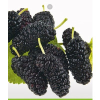 Morus nigra / Moruše černá ´SHIN-TSO´, zakrslá, 80 cm+, C2