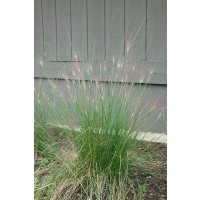 Muhlenbergia capillaris / Muhla, K9
