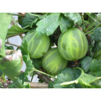 Ribes grossularia ´Mucurines®´ / Angrešt rezistentní zelený, keř roubovaný, VK, 4-5 výh.