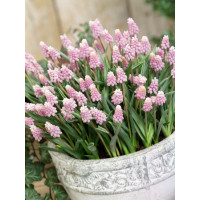 Muscari ´Pink Sunrise´ / Modřenec, bal. 3 ks, 5/+