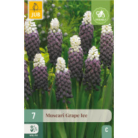 Muscari botryoides ´Grape Ice´ / Modřenec, bal. 7 ks, 5/+