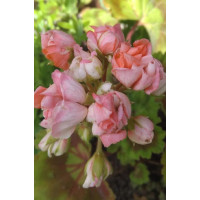 Pelargonium zonale Grandeur®DECO ´Appleblossom´ / Pelargonie růžičková, K7