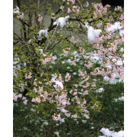 Viburnum farreri / Kalina vonná, 60-80 cm, KB
