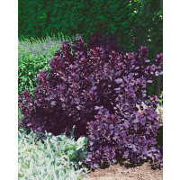 Cotinus coggygria ´Royal Purple´ / Ruj vlasatá, 60-80 cm, C7,5