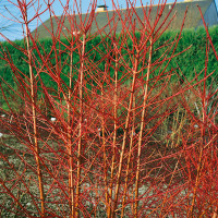 Cornus sanguinea ´Midwinter Fire´ / Svída krvavá / Dřín, K9