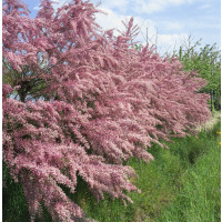 Tamarix tetrandra / Tamaryšek čtyřmužný, 50-60 cm, C1,5 na živý plot