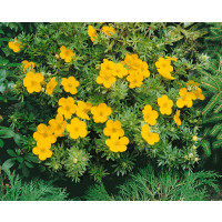 Potentilla fruticosa ´Goldfinger´ / Mochna křovitá, 20-30 cm, C2