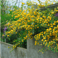 Kerria japonica ´Pleniflora´ / Zákula japonská, 20-30 cm, C2