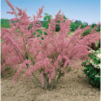 Tamarix tetrandra / Tamaryšek čtyřmužný, bal. 10 ks VK na živý plot