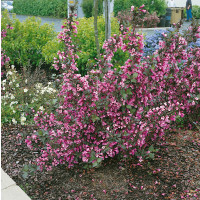 Weigela florida ´Purpurea´ / Vajgélie květnatá, 20 - 30 cm, K12