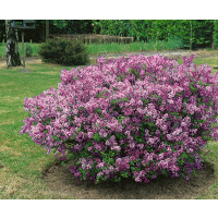 Syringa meyeri ´Palibin´ / Palibin / Šeřík Meyerův, 30-40 cm, C3