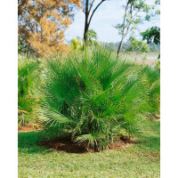 Chamaerops humilis / Žumara nízká / Palma evropská, bal. 5 sem.