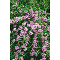 Buddleia alternifolia / Komule střídavolistá, 50-60 cm, C3