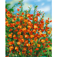Cytisus scoparius ´Lena´ / Čilimník žlutý, 30 - 40 cm, C1