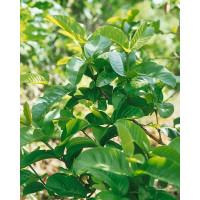 Psidium guajava / Kvajáva, bal. 10 sem.