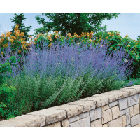 Perovskia atriplicifolia / Perovskie, 40-50 cm, C1/K13